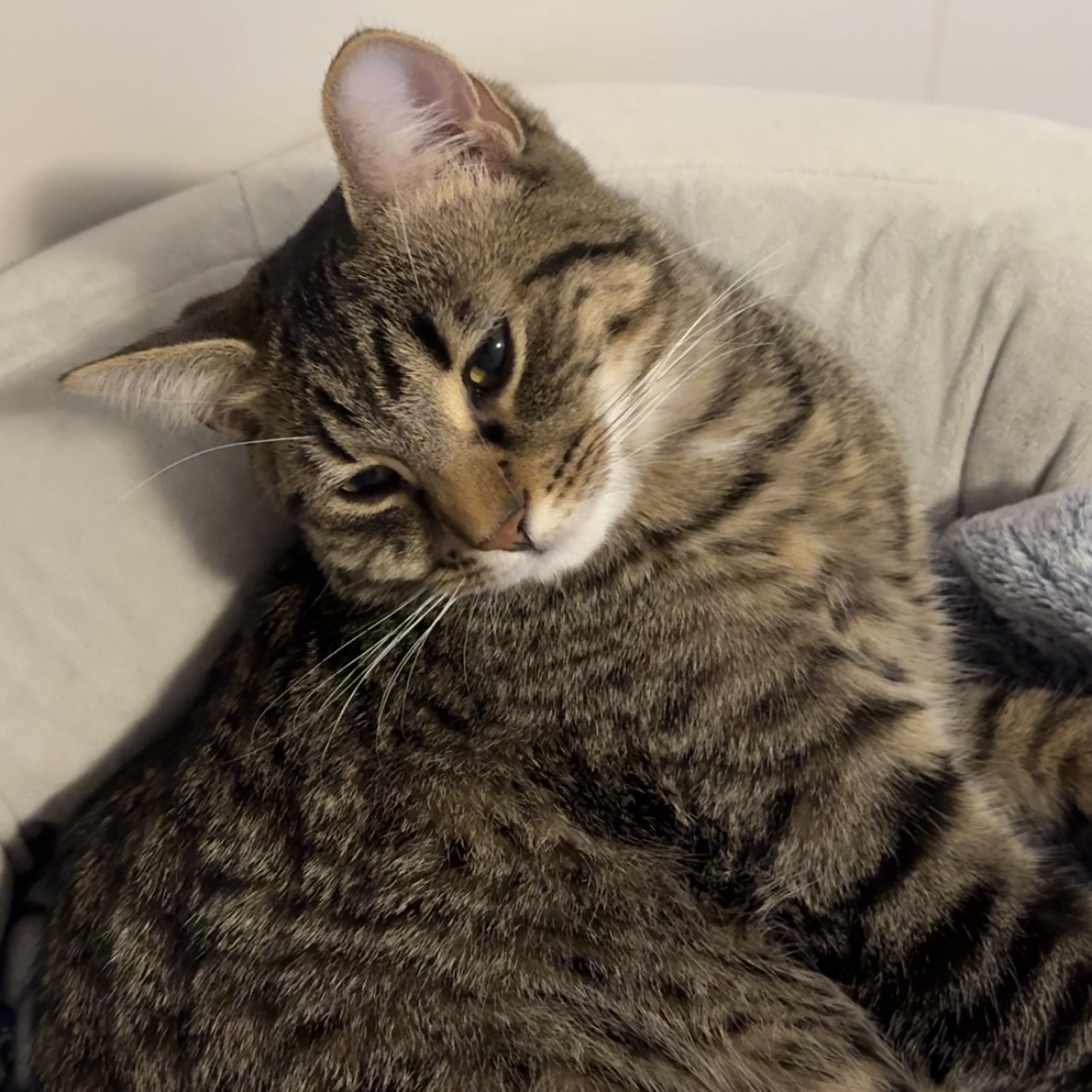 This is my cat Remy. He is almost 1 years old and the sound is of him purring. He purrs a lot when I pet him when he is waking up from a nap.